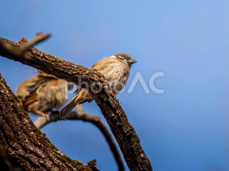 枝にとまるスズメ スズメ,雀,鳥の写真素材