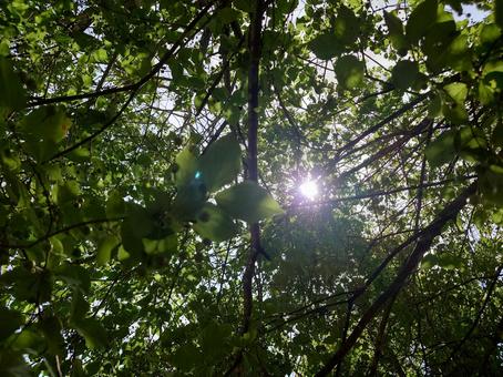 木漏れ日 木漏れ日の写真
