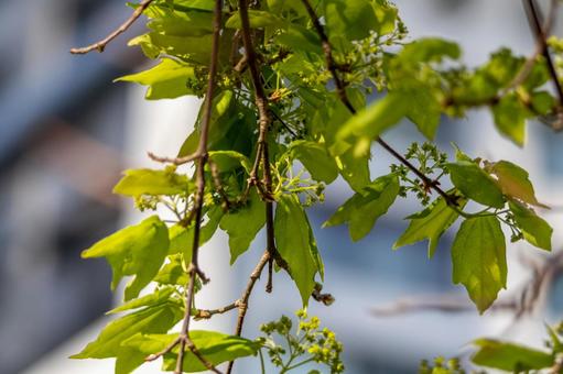 新緑の芽吹き 新緑の芽吹きの写真
