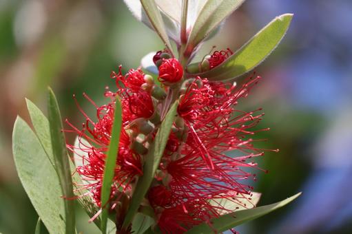 赤い花びらのブラシノキの花のアップの写真