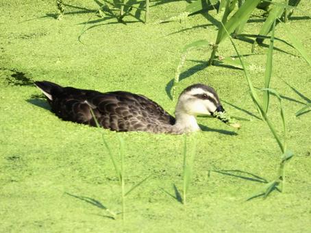 水草の中で餌を探すカモ 水草の中で餌を探すカモの写真