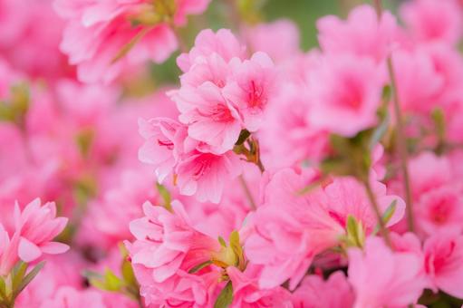 Azalea, JPG Azalea, JPG