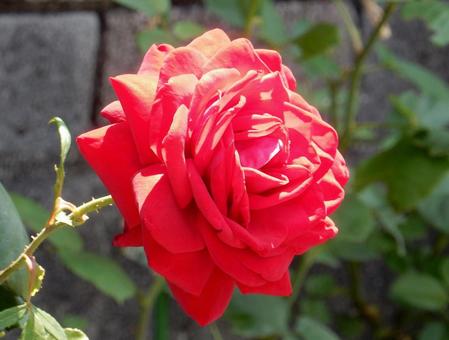 [Photo of Roses] Rose flowers, JPG