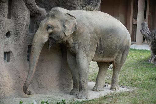 Photo, asian elephant, like, elephants, 