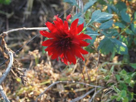 花15 花15の写真