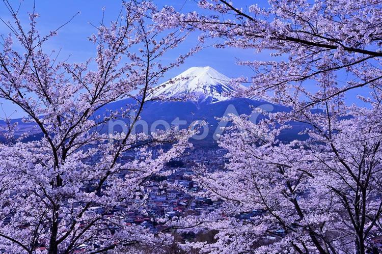 桜と富士山（山梨・新倉山浅間公園） 桜,富士山,新倉山浅間神社の写真素材