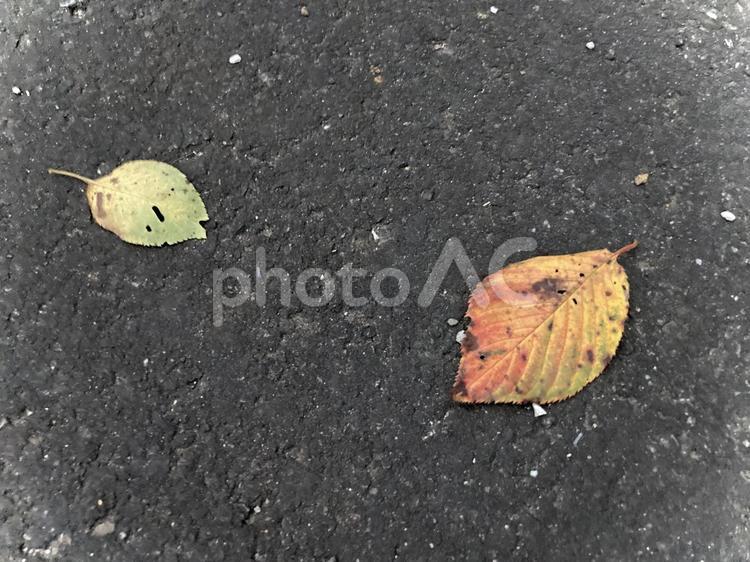 小さい秋見つけた！ 秋,落ち葉,葉っぱの写真素材