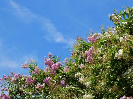 Blue sky and white and pink crape myrtle, JPG