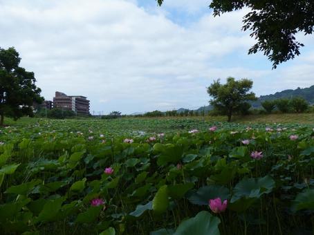 麻機遊水地1 麻機遊水地1 空,自然,麻機遊水地の写真素材