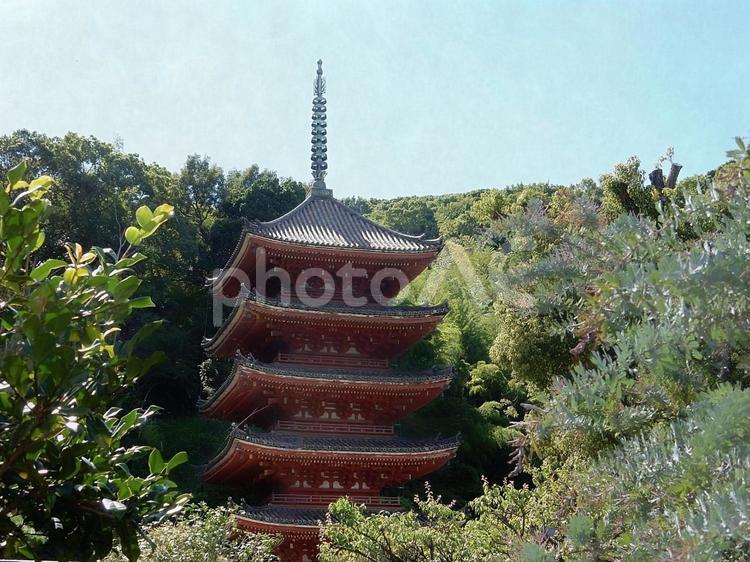 【風景写真】明王院の風景 五重塔,明王院,国宝の写真素材