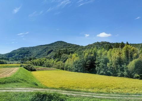 千葉県南部 8月の稲田の風景 千葉県南部 8月の稲田の風景 稲田,田圃,八月の写真素材