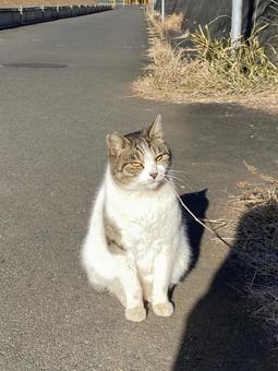 Stray cat, JPG