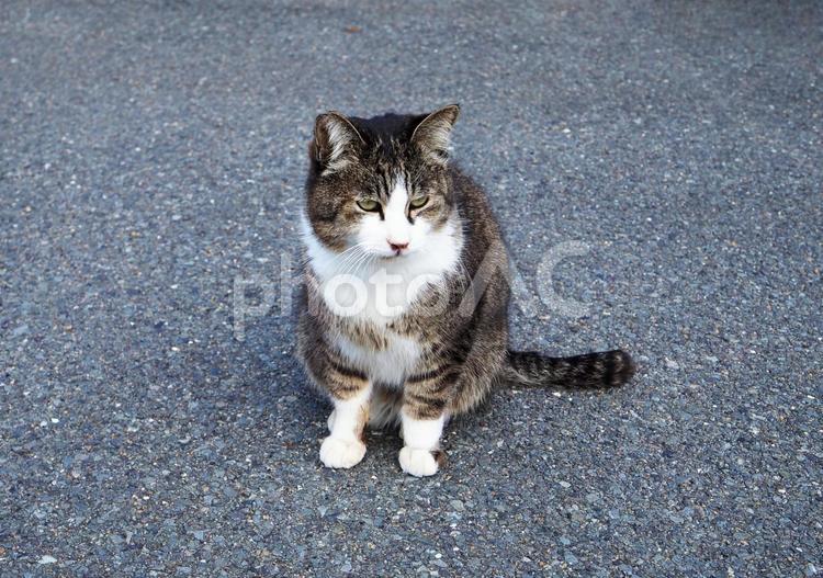 アスファルトに佇む野良猫 ネコ,ねこ,のらねこの写真素材