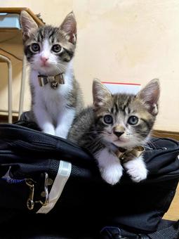 兄弟 兄弟の写真