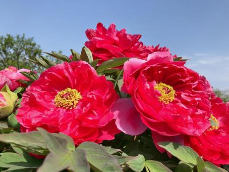 ボタンの花 赤 ボタンの花 赤 牡丹,ボタン,ぼたんの写真素材