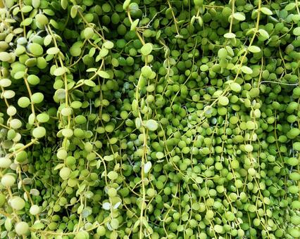 豆蔦 豆蔦,緑,植物の写真素材