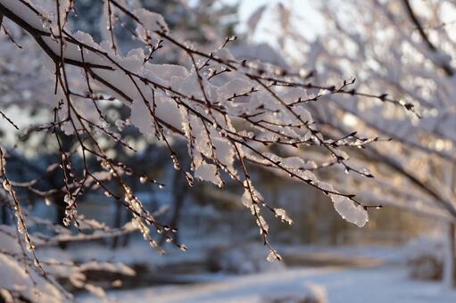 雪 雪の写真