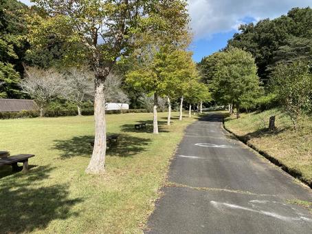 木と芝生と道 木と芝生と道の写真