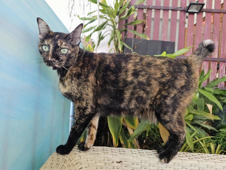 カンボジアの青い目のサビ猫 カンボジアの青い目のサビ猫 サビ猫,猫,ネコの写真素材