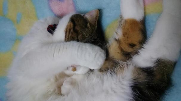 あぁねむいねむい あぁねむいねむいの写真