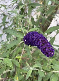 鮮やかな紫の花 鮮やかな紫の花の写真
