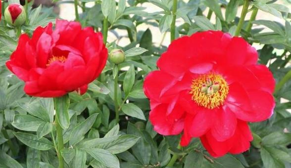 芍薬 芍薬の写真