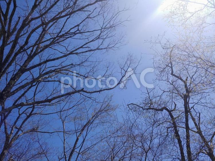 太陽光と葉のない木々と青空 木,青空,木々の写真素材