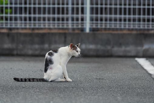 毛繕いが終わってホッとひと息つく牛柄猫 牛柄猫,cawcat,ハチワレ猫の写真素材