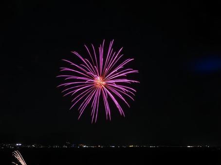 ピンクの花火 ピンクの花火 花火,夏,夜の写真素材
