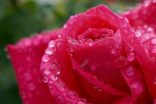 雨に濡れたバラ(マリアカラス)04 雨に濡れたバラ(マリアカラス)04 バラ,薔薇,春バラの写真素材