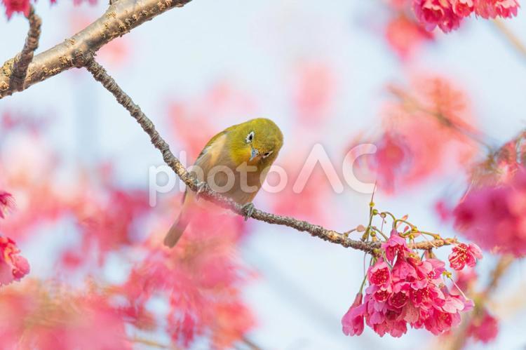 桜とめじろ 桜,メジロ,めじろの写真素材