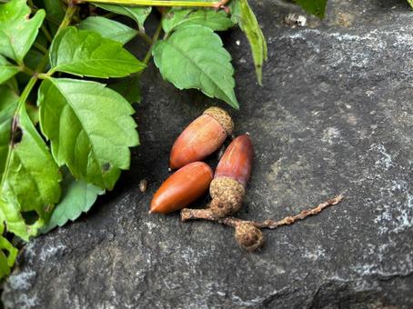 どんぐり どんぐり,木の実,秋素材の写真素材