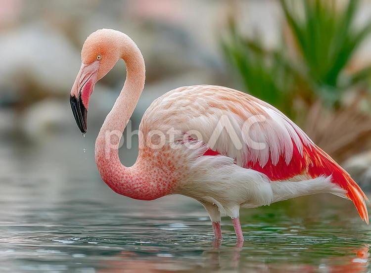 水面に立つ、長い首が特徴的なフラミンゴ フラミンゴ,鳥,動物の写真素材