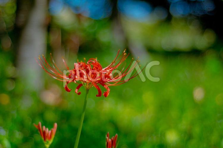 秋の風景　彼岸花５ 彼岸花,花,秋の写真素材