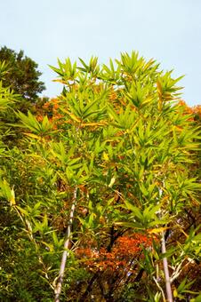 竹やぶの笹の葉　3 野山,里山,グリーンの写真素材