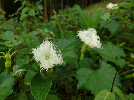 Photo, trichosanthes kirilowii, হলুদ লাউ, গ্রীষ্ম, 
