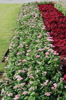 ペンタス Pentas ペンタス Pentas 風景マクロ,草花,春夏秋の写真素材