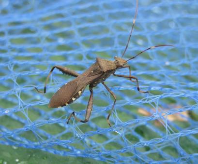 Photo, riptortus pedestrianis, bug, pest, 