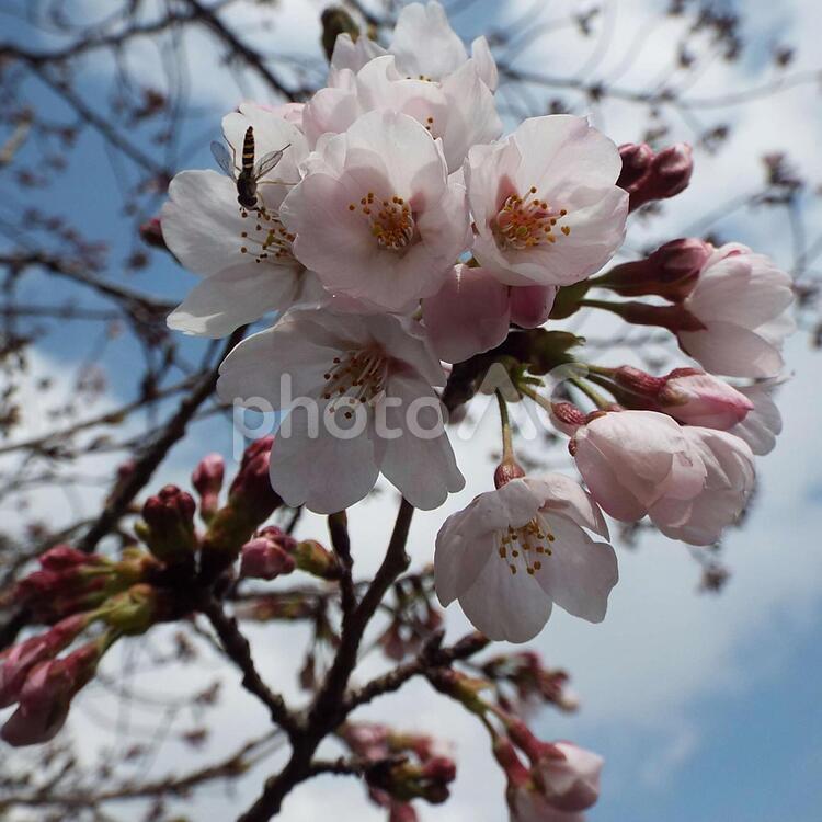 桜の花 桜の花,桜,木の写真素材