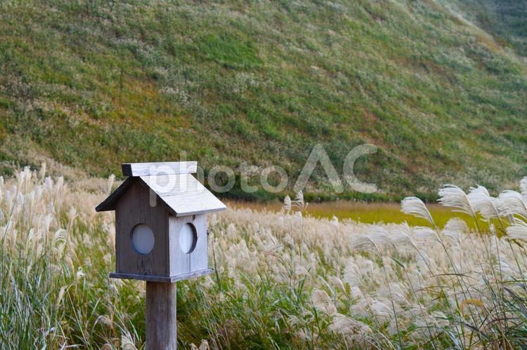 晴れた秋の高原とススキ 秋,高原,風景の写真素材