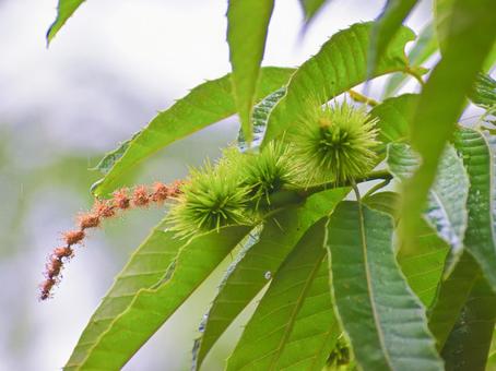 Photo, chestnut, chestnut tree, ika, 