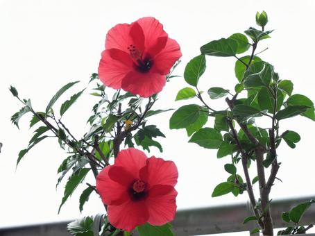 ハイビスカス ハイビスカス ハイビスカス,花,フラワーの写真素材