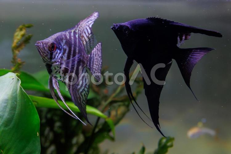 二匹の魚が並んで泳ぐ熱帯魚 魚,熱帯魚,エンジェルフィッシュの写真素材