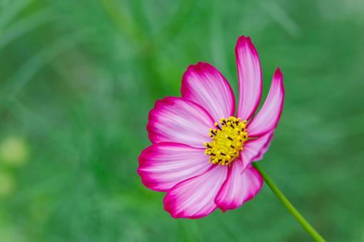 Cosmos dark pink and pink petals, JPG