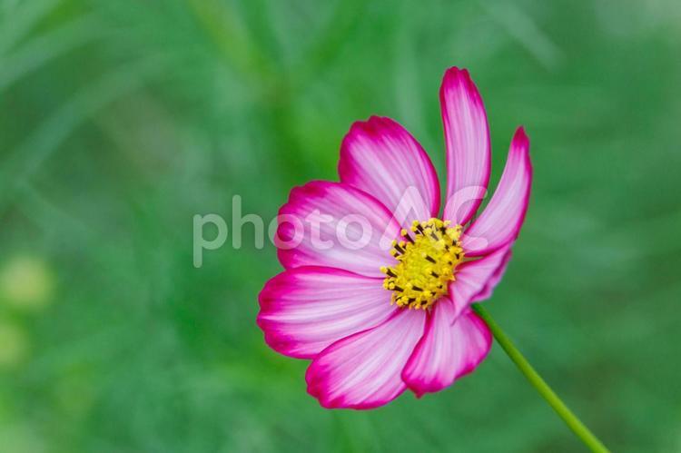 コスモス　濃いピンクとピンクの花びら コスモス,秋桜,花の写真素材