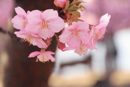 河津桜 河津桜の写真