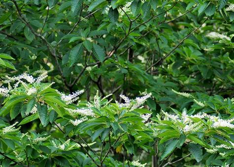 Photo, summer, flower of tree, white flowers, 