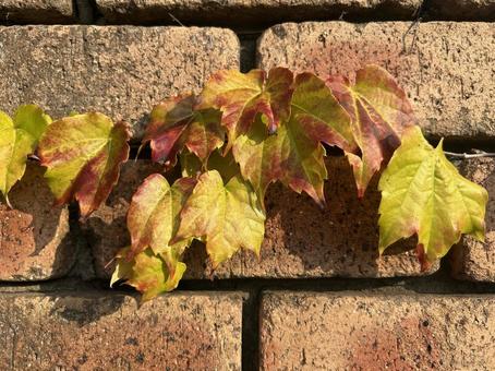 紅葉した蔦の葉02 紅葉した蔦の葉02 レンガ,壁,塀の写真素材