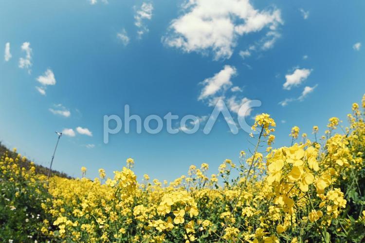 フィッシュアイ撮影の菜の花畑と春の空 菜の花,入学,進学の写真素材