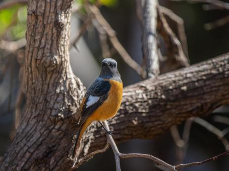 照片, 黄尾鸲, 乔比奥, 雄性daurian redstart, 